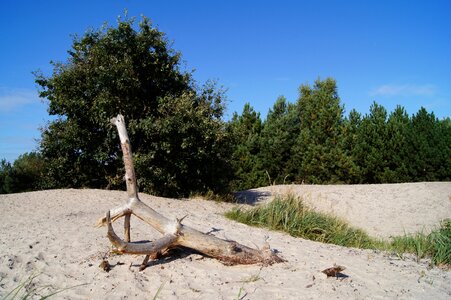 Grinding seaside forest