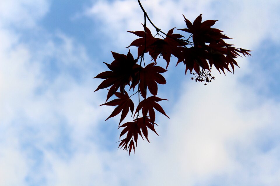 Wood branch sky