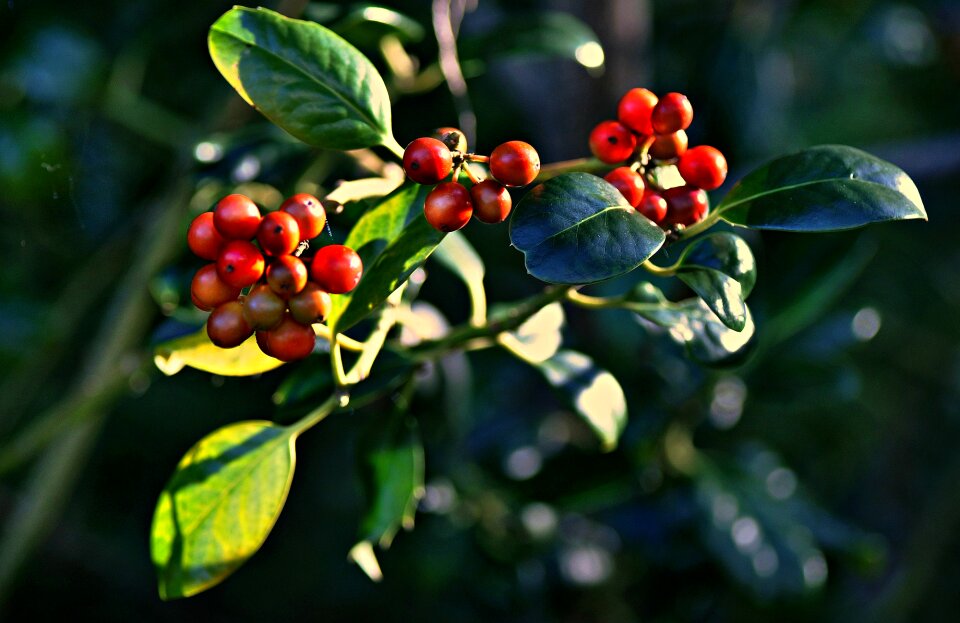 Ripe autumn leaf leaves