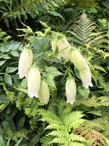 Flower white flower affix