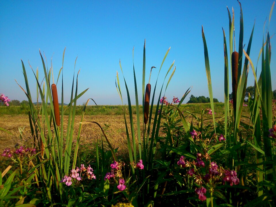 Nature landscape