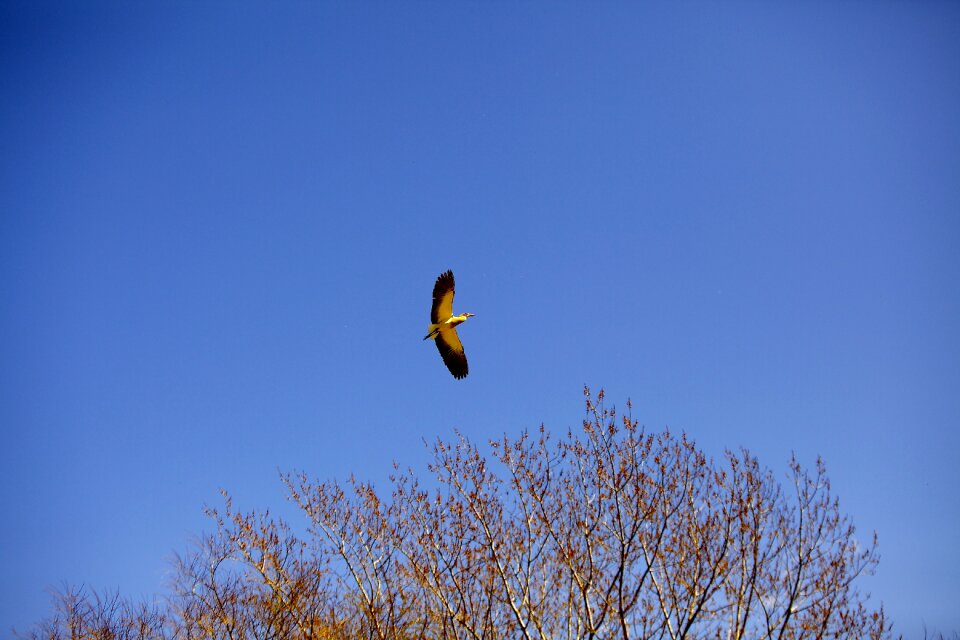 Bird sky feathers