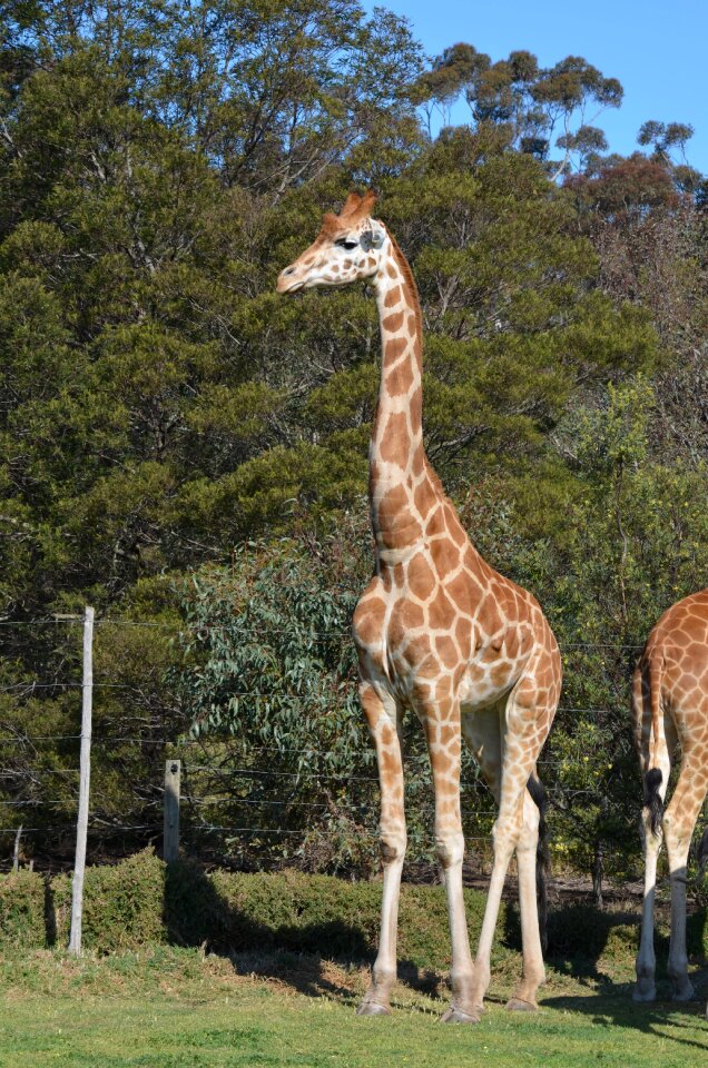 Zoo wildlife nature