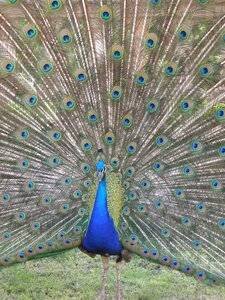 Animals bird feather