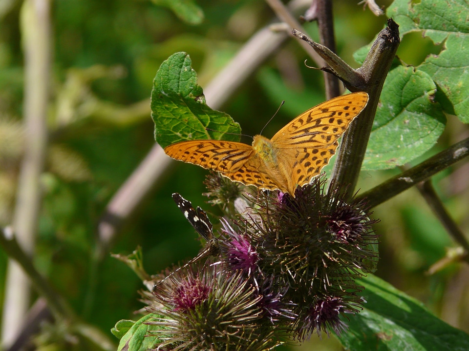 Animal burdock wing