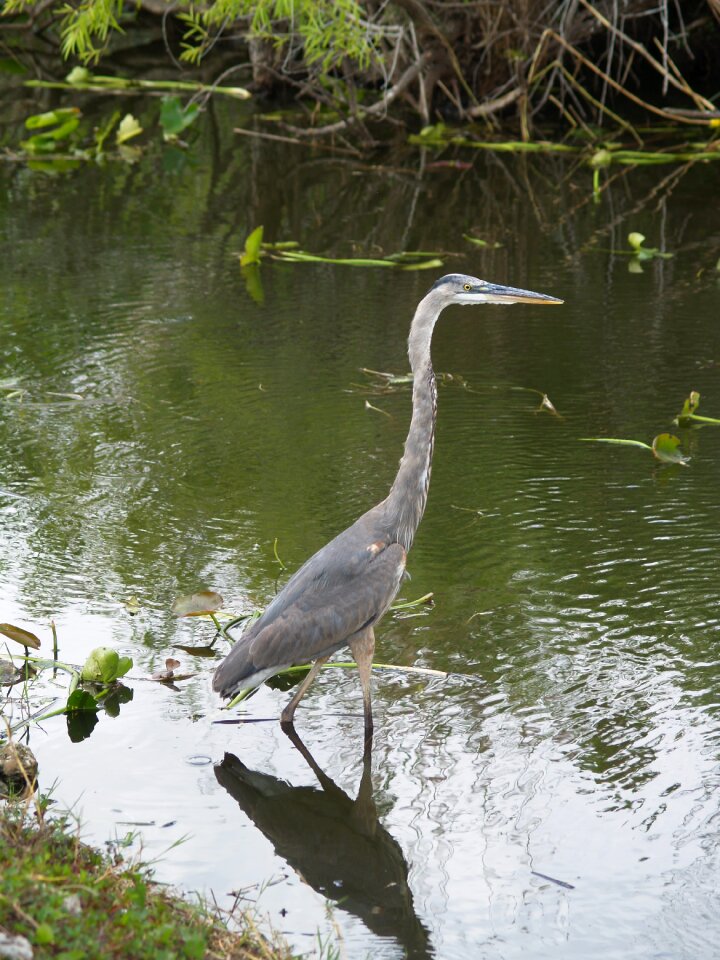 Everglades swamp florida