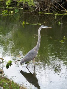 Everglades swamp florida photo