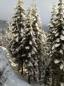 Pine evergreen winter landscape