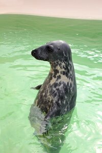 Mammal animal world north sea