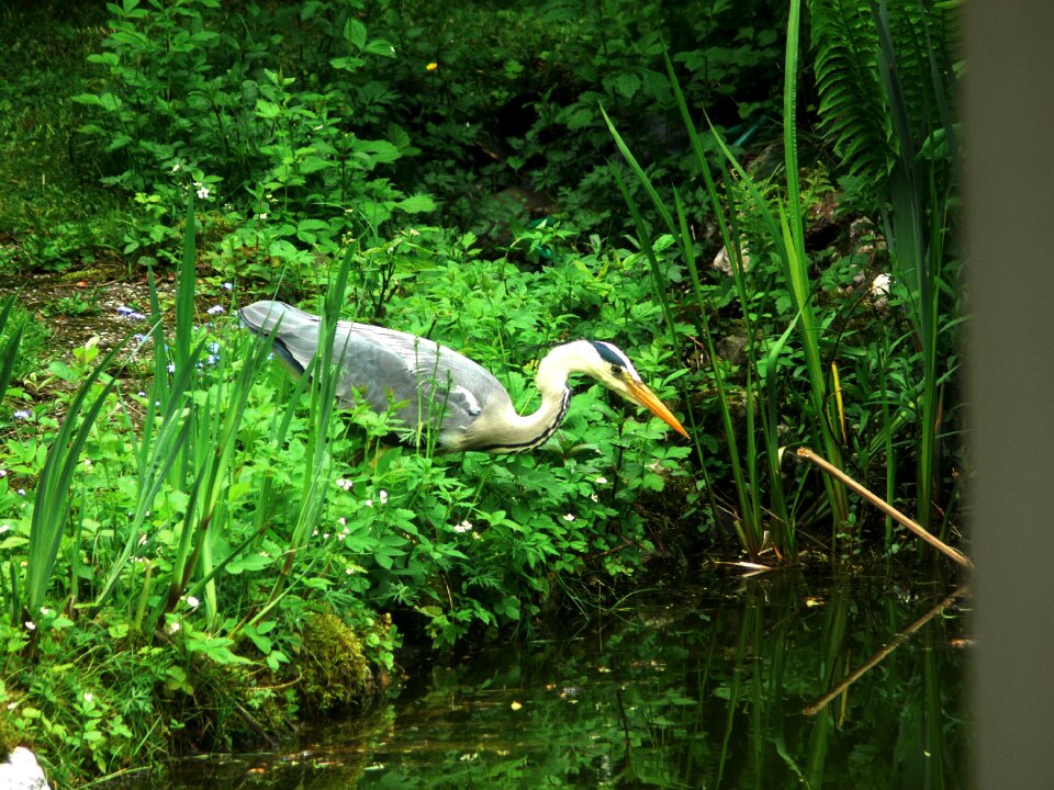 Bill grey heron feather