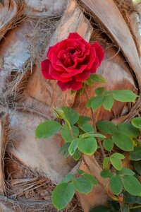 Nature blossom bloom