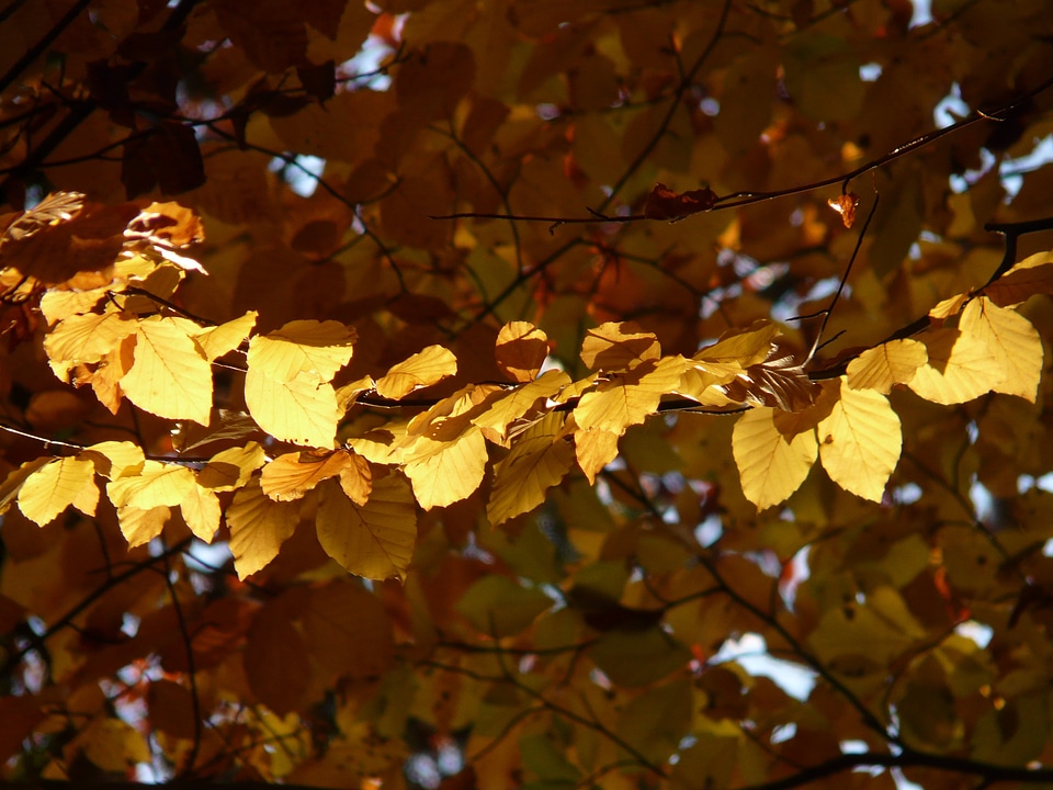 Deciduous tree golden autumn golden october