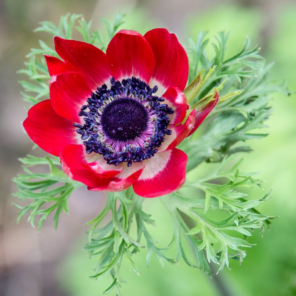 Flower red green