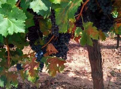 Vineyard fruit plant