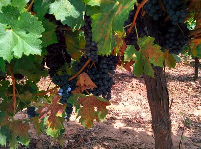 Vineyard fruit plant photo