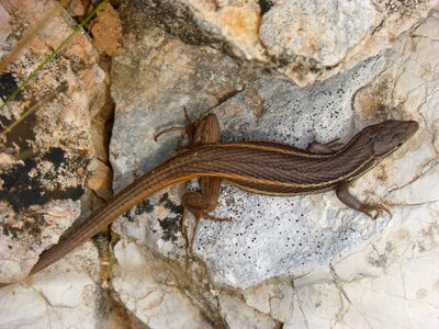 Lizard rock reptiles