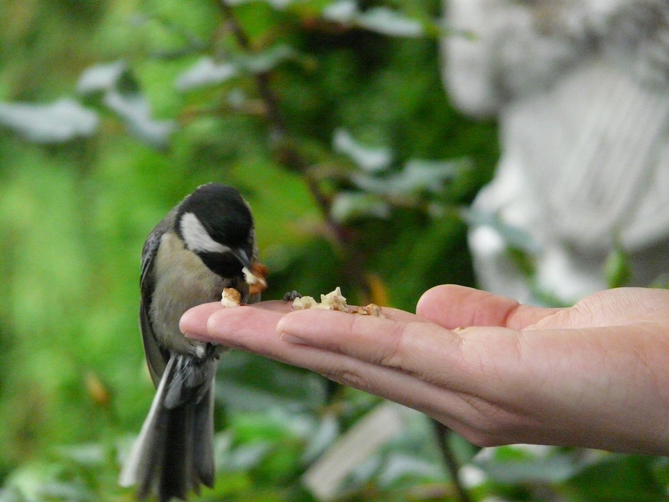 Food feeding bird feeding