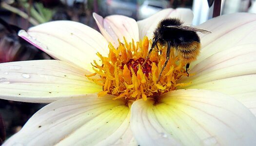Pollination forage macro