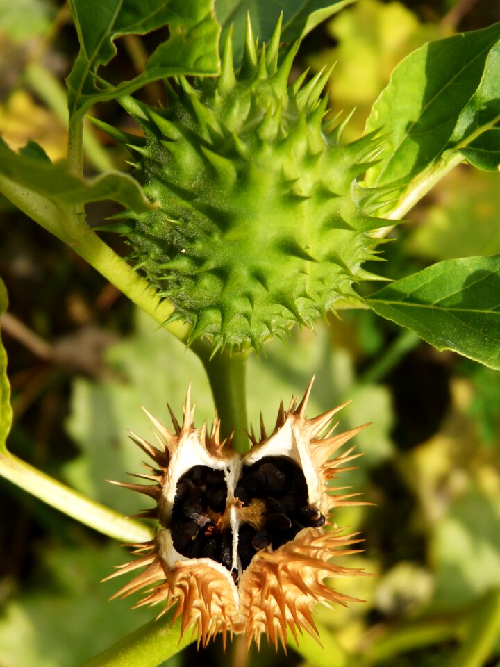 Skewers thistle spring