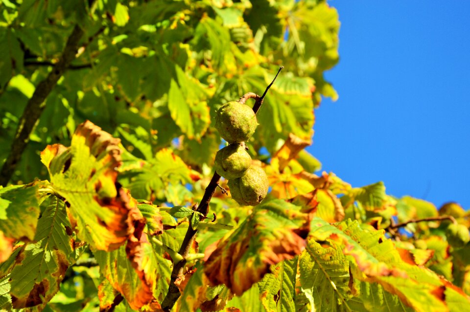 Leaves green nature