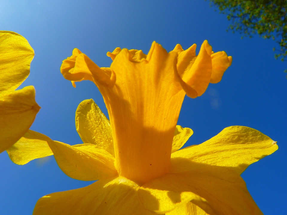 Blossom bloom yellow photo