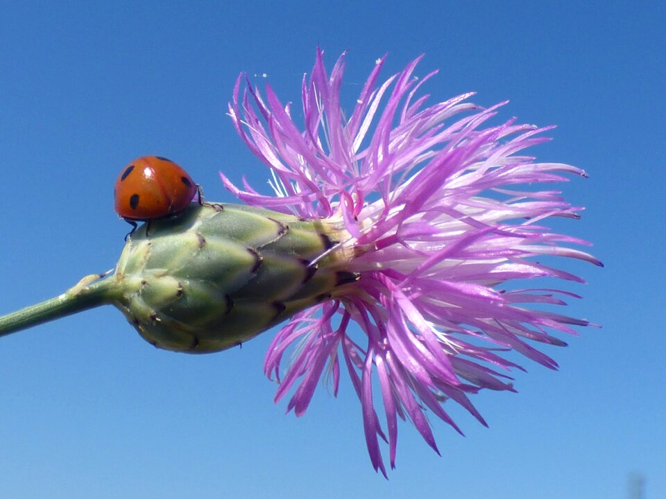 Violet flower bud