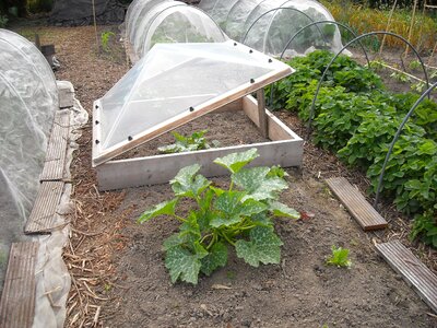 Plants breeding bloom