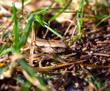 Anguis fragilis non-hazardous reptile