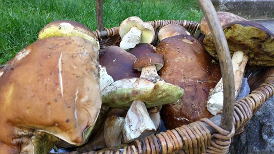 Basket autumn harvest photo