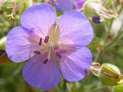 Purple flower macro summer