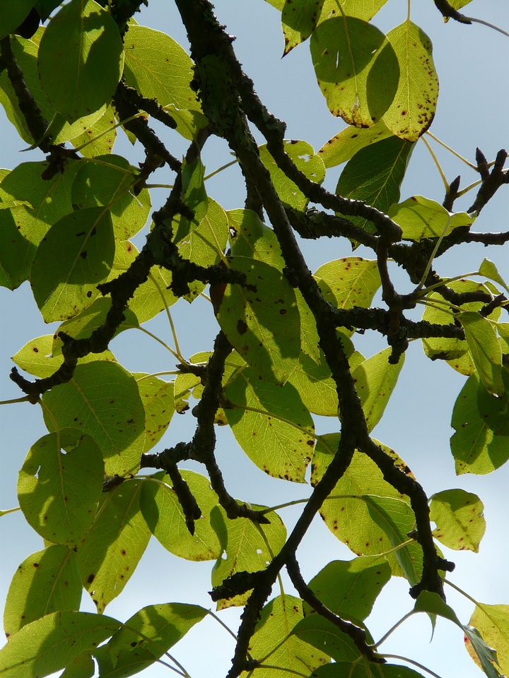 Fruit tree green branch