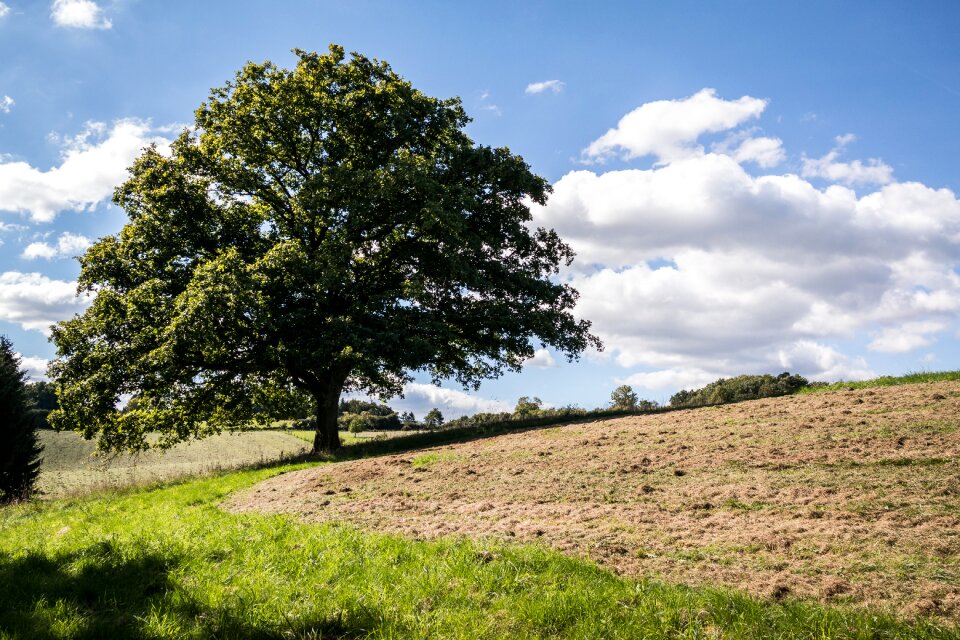 Clouds treetop blue