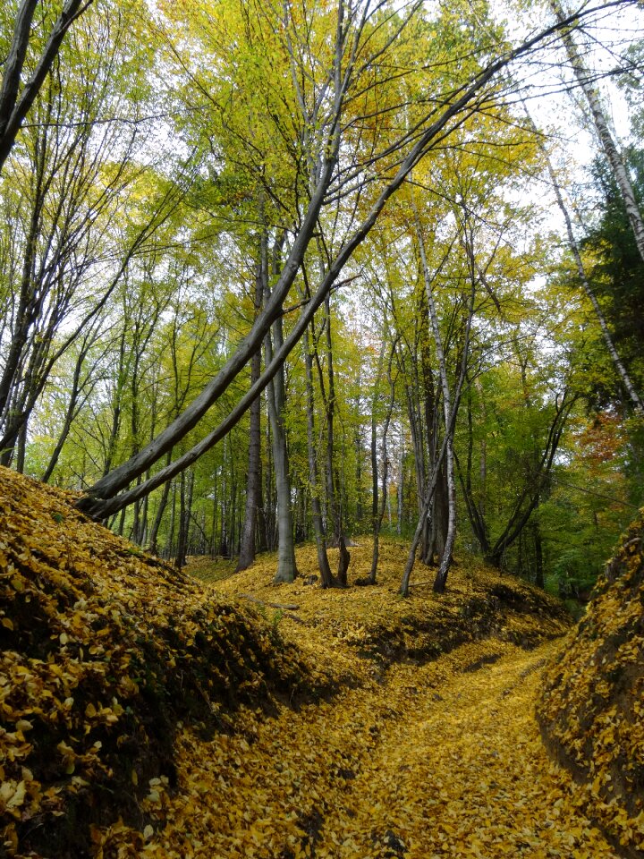 Landscape tree trail