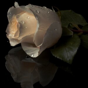 White flower reflection