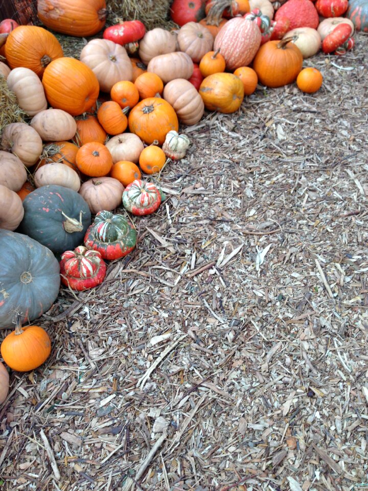 Harvest decoration seasonal