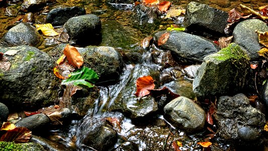 Nature close up stream bed