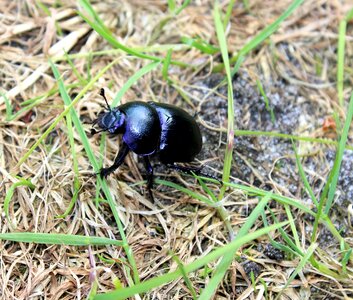 Bug nature garden