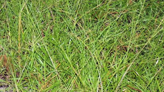 Green agriculture nature