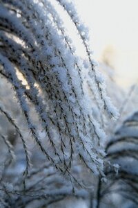 Winter white