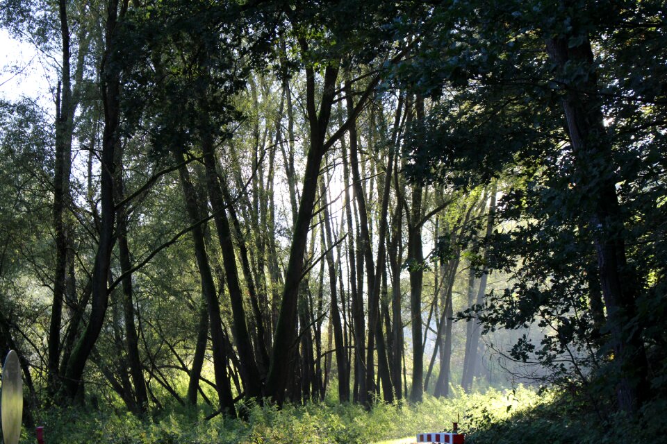 On foot trail sunny