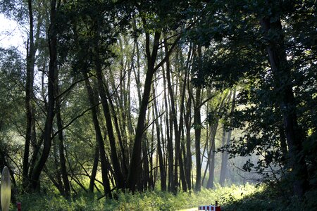 On foot trail sunny photo