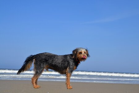 Terrier hybrid animal
