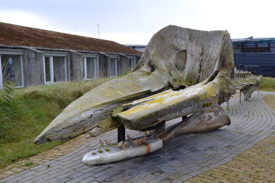 Texel ecomare sperm whale