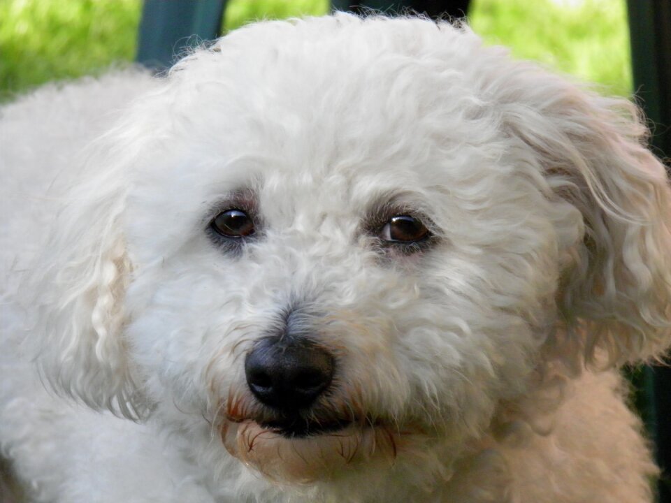 Animal pet curly fur