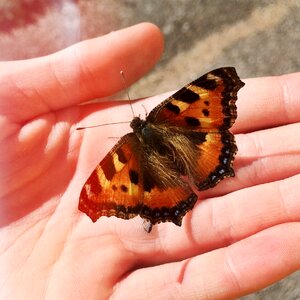 Children insect nature photo