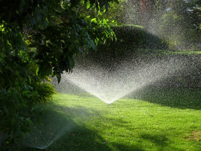 Summer grass green space photo