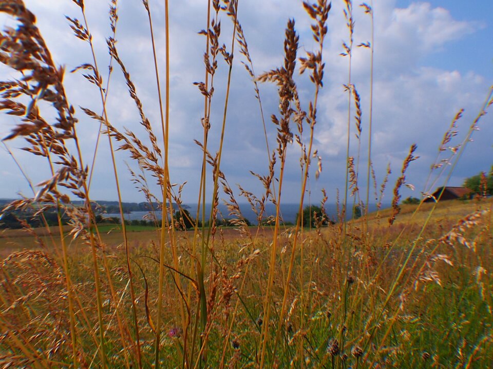 Nature horizon dry grass