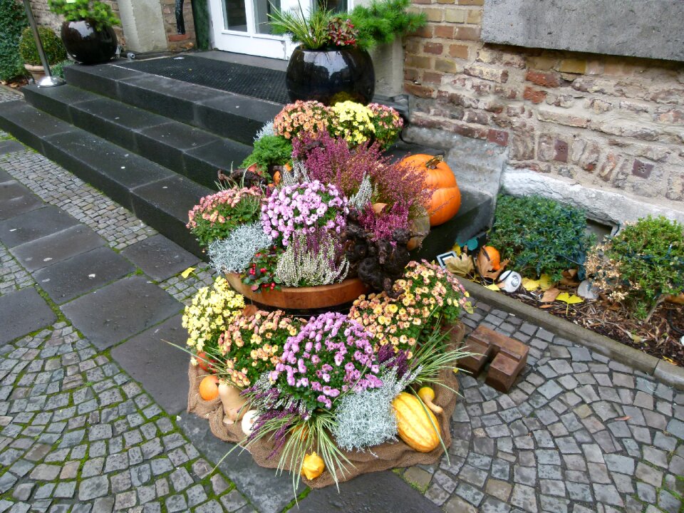 Harvest flowers fall