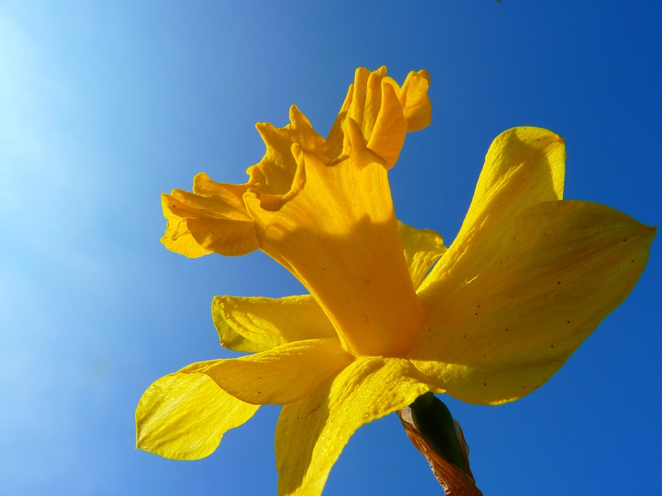 Blossom bloom yellow photo