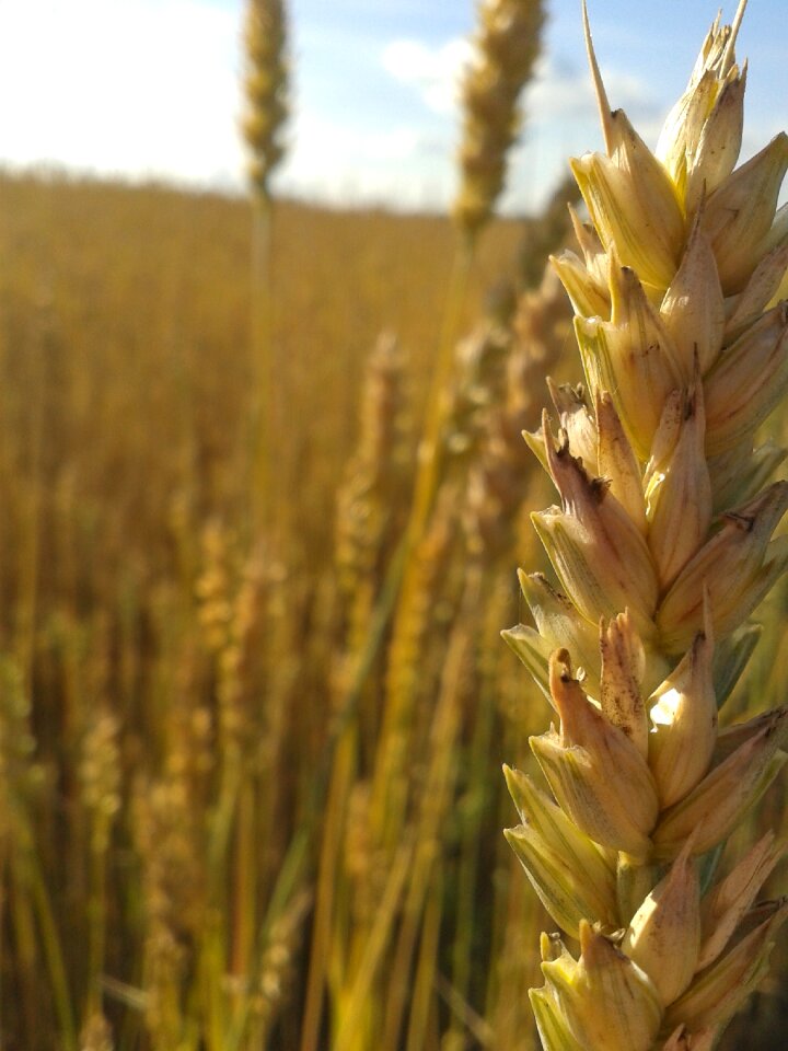 Seeds springfield harvest